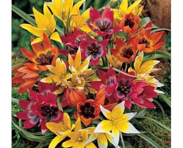 Лалета Botanical микс 10 бр (пакет) - 20 см