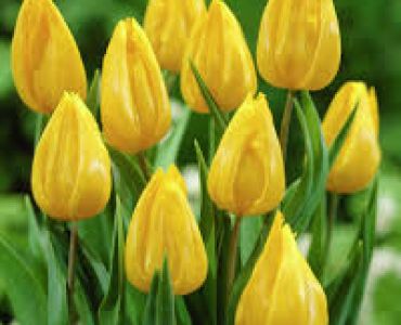 Лале triumph yokohama