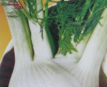 Фенхел (главест копър) 