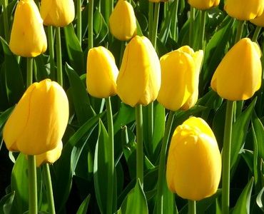 лале Various Yokohama