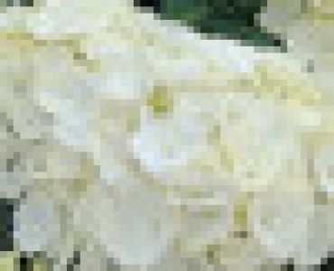 Хортензия бяла 