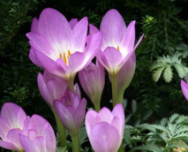 Есенен минзухар лилав (Colchicum Lilac wonder)