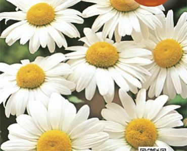 Маргарита Бяла