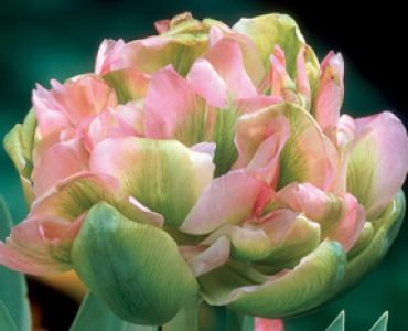 Лалета Green Unique (пакет - 3 луковици)