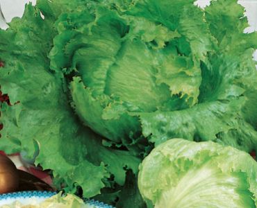 салата Batavia Bionda di Parigi`SG