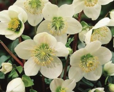 Хелеборус (Кукуряк) Niger