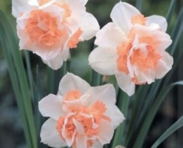 нарцис Double Delnashough