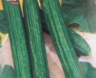 краставици Телеграф (подобрен)