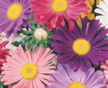 Астра Гигант микс`SG