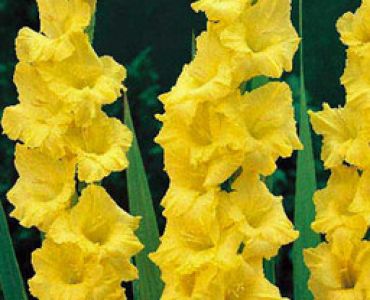 гладиол Nova Lux