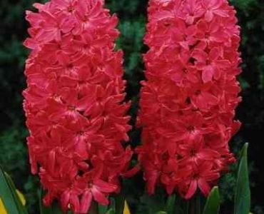 Зюмбюл Jan Bos 14/15