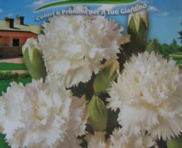 Карамфил Шабо (бял)