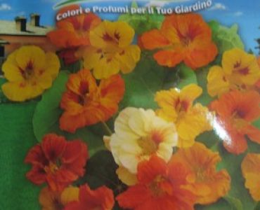 Латинка ниска (Fiore Vivo)