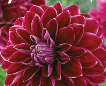 Далия Decorative Thomas A.Edison