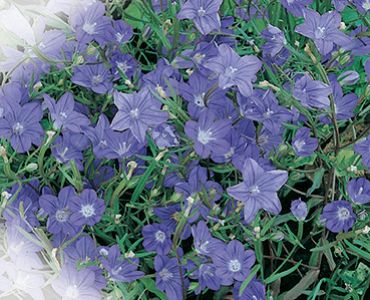 Кампанула (камбанка)`SG