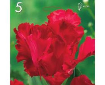 Лале Parrot-Rococo