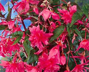 бегония pendula Pink