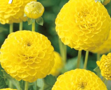Далия Pompon Deepest Yellow