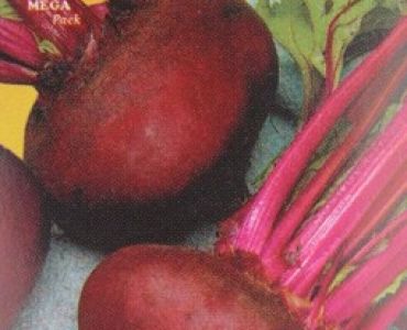 салатно цвекло Египетско (Италия)