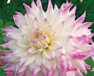 Далия Decorative White/Pink