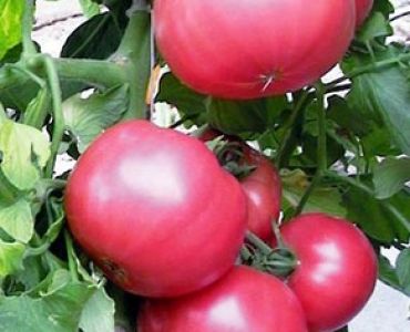 домати Линеа F1