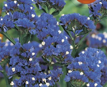 Лимониум - син`SG