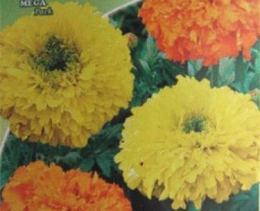 Тагетес кичест (Buona Luna)