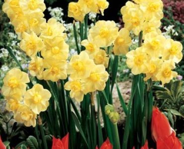 нарцис Multiflora Yellow Cheerfulness (по няколко цвята на дръжка)