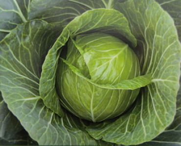 зеле Чамп F1