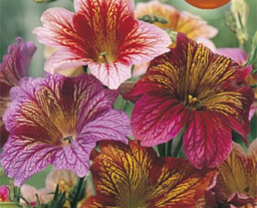 Салпиглосис