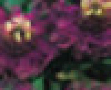 Пасифлора - Passiflora Incense