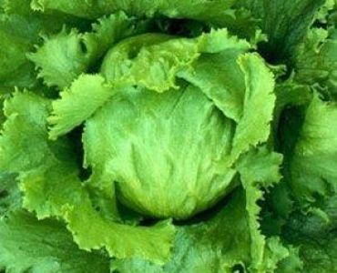 салата айсберг Давид