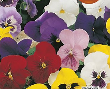 Теменуга микс`SG