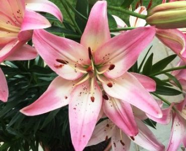 Лилиум Rosella's Dream 