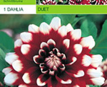 далия Duet