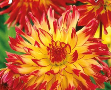 Далия Cactus Vuurvogel