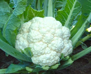 Карфиол Бяла Топка F1