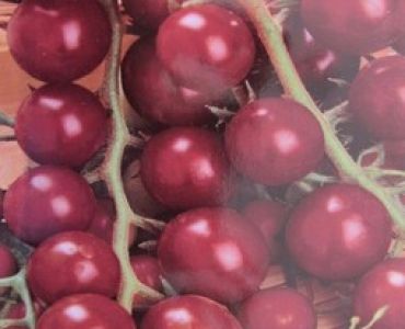 домати Черно чери