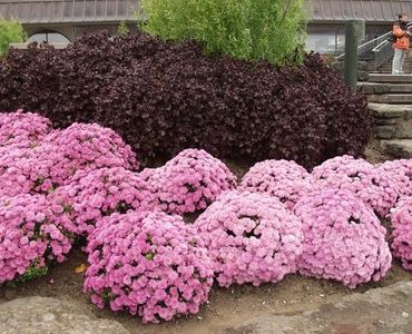 Астра розова