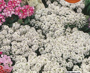 Алисум - бял`SG