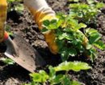 Ягоди сорт Мадам Муто