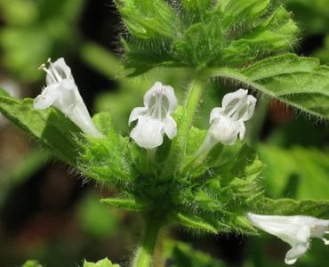 Маточина за масло сорт Цитронела Нидерлигенде (Citronella Niederliegende)