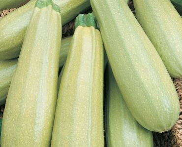 тиквички тип Изобилна`SG