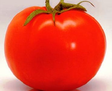 домати Тера Кота F1