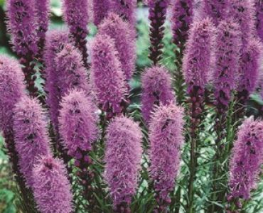 Лиатрис Spicata