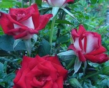 Облагородена храстовидна роза Флоров: Каталожен номер 19