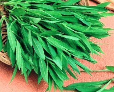 Стридоло (ароматна трева)