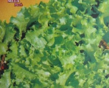 салата Bionda a Foglia Riccia