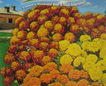 Тагетес (nana in mix)