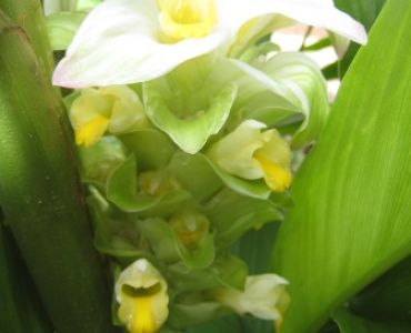 Куркума Бяла (Curcuma white)